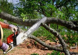 Trusted Black Jack, MO Tree Care Experts