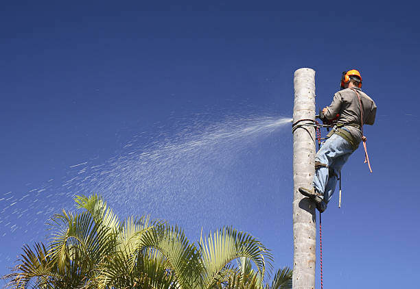 Best Tree Maintenance Programs  in Black Jack, MO