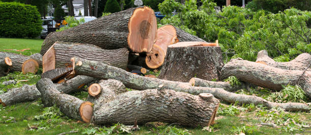 Best Hazardous Tree Removal  in Black Jack, MO